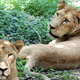 Image for article titled The Curious Case of Botswana’s Androgynous Lionesses